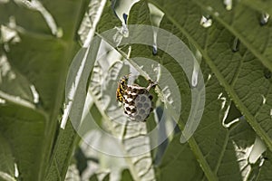 Along with the related taxon, Dolichovespula, they are often called collectively by the common name common wasp photo