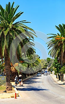 Along the road, an alley of date palm trees grows, cars go along the road, females walk, violating traffic rules, a vertical image