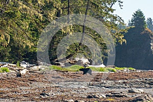 Along the rocky Washington coastline