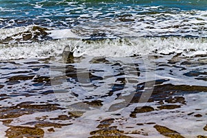 Along the shore line on Narrows Neck Beach,Auckland,New Zealand