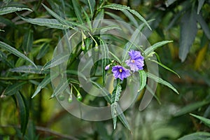 Solanum lainiatum Kangaroo apple 1 photo