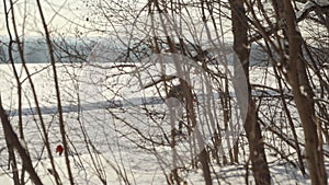 Along which an athlete skier rides in the sunset light of a winter sunny day