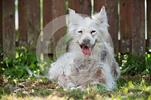 Alopecia disease Samoyed dog. Dermatitis and Itching of Dogs