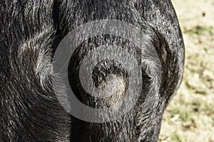 Alopecia on the tail of a black dog