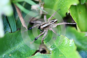 Alopecosa cuneata spider