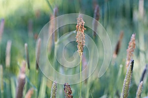 Alopecurus, foxtail grass flowers closeup selective focus