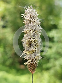 Alopecurus pratensis (Field meadow foxtail)
