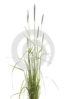 Alopecurus pratensis