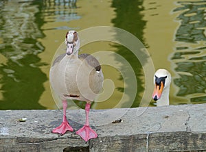 Alopochen aegyptiaca and a cygnus olor