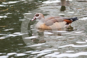 Alopochen aegyptiacus, Egyptian Goose.