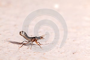 Alote Termite isolated macrophotography