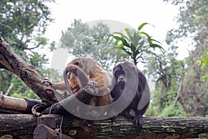 Alouatta Caraya howler Monkeys