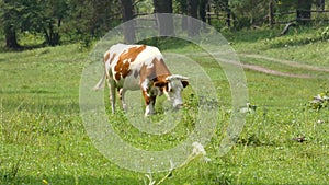 Alown cow in a field. Animal walkin on a pasture