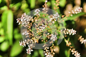 Aloysia Citrodora plant in the garden