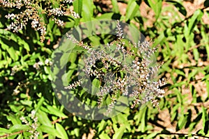 Aloysia Citrodora plant in the garden