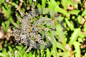 Aloysia Citrodora plant in the garden