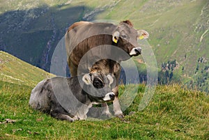 Alp cow