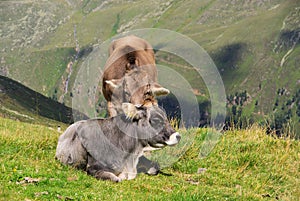 Alp cow photo