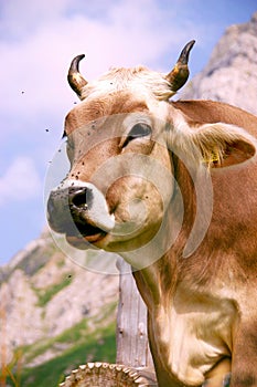 Alp Cow