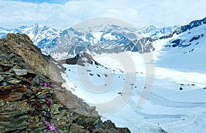 Alp flowers and ski lift