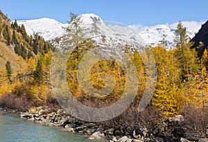 Alp forest in autumn