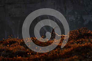 Alp ibex sunset. Switzerland wildlife. Ibex, Capra ibex, horned alpine animal with rocks in background, animal in the stone nature