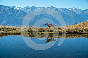 Alp lake in the Dachstein mountains carinthia Austria