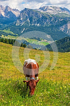 Alp meadow with a grazing cow