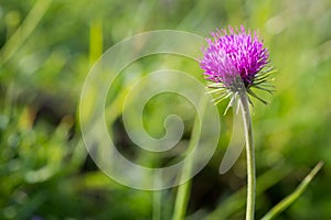 Alp thistle flower
