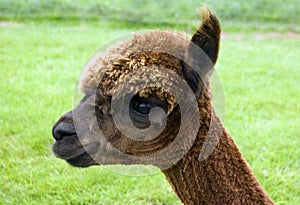 Alpaca