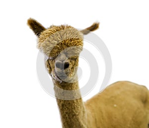 Alpaca