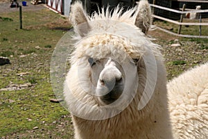 Alpaca