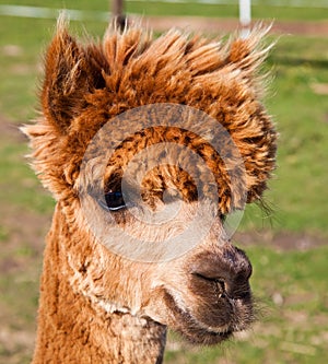 Alpaca