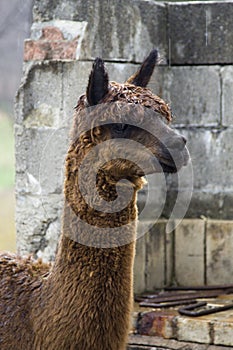 Alpaca