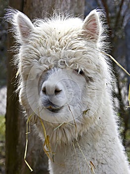 Alpaca 3