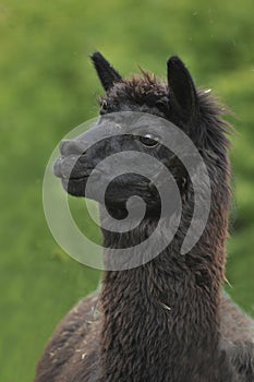 Alpaca