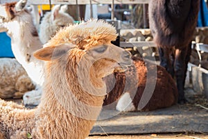 Alpaca