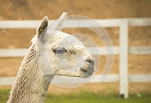 Alpaca