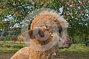 Alpaca