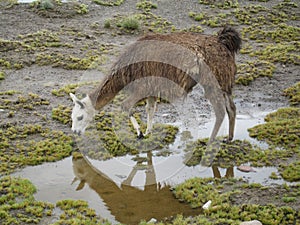 Alpaca