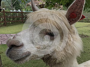 Alpaca