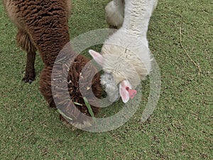 Alpaca