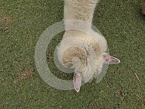 Alpaca