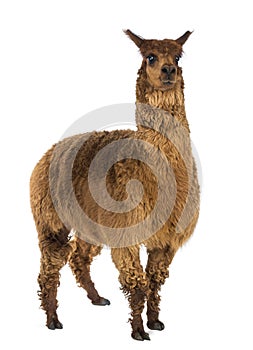 Alpaca against white background