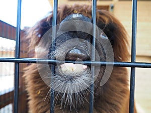 Alpaca, alpac Vicugna pacos is a domestic callous animal, descended from vicuna or vigoni. Animal with thick brown fur