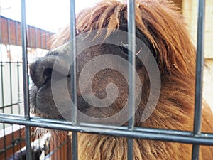 Alpaca, alpac Vicugna pacos is a domestic callous animal, descended from vicuna or vigoni. Animal with thick brown fur