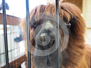 Alpaca, alpac Vicugna pacos is a domestic callous animal, descended from vicuna or vigoni. Animal with thick brown fur