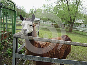 Alpaca is an animal of the camel family.