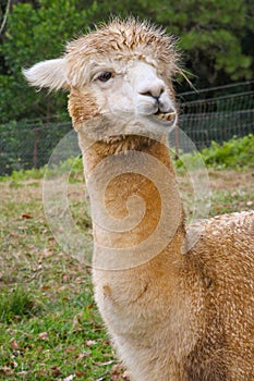 Alpaca Animal Posing