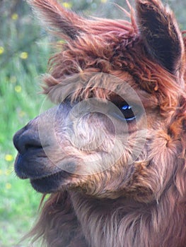 Alpaca, animal sudamericano, fotografÃÂ­a salvaje, Patagonia, Chile photo